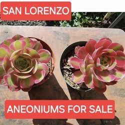 SUCCULENT AND ANEONIUM SALE SUNDAY IN SAN LORENZO 