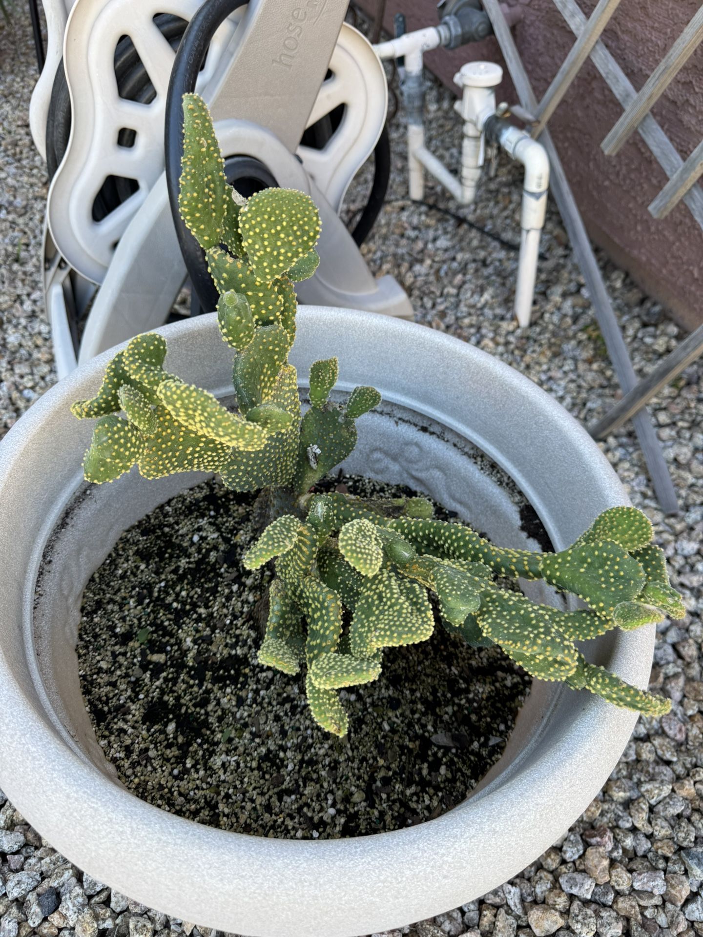 Bunny Ear Cactus/Polka-Dot Cactus