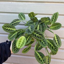 6” maranta lemon lime