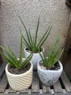 Aloe vera plants/Savila