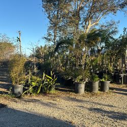 Plants For Sale
