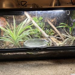40 Gallon Breeder Bioactive Setup For Reptiles