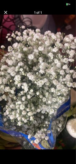 Fresh baby breath