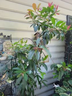 Arabian coffee tree