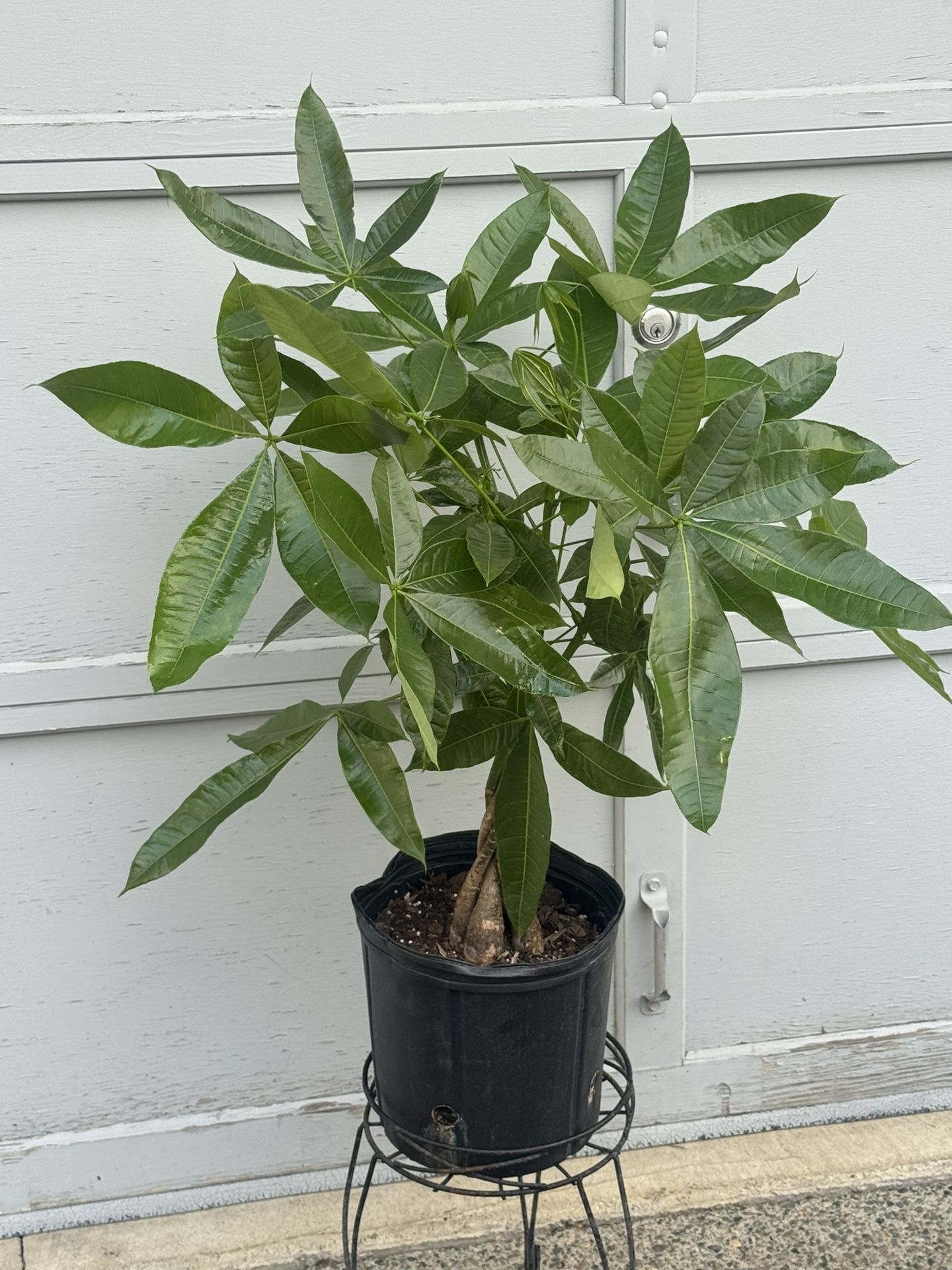 Money Tree