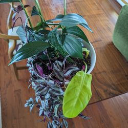 3 Plants In 10 Inch Ceramic Pot 