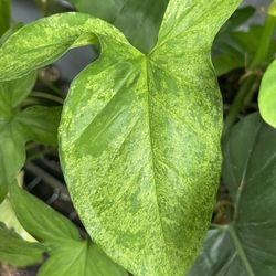 Syngonium  “Mojito”