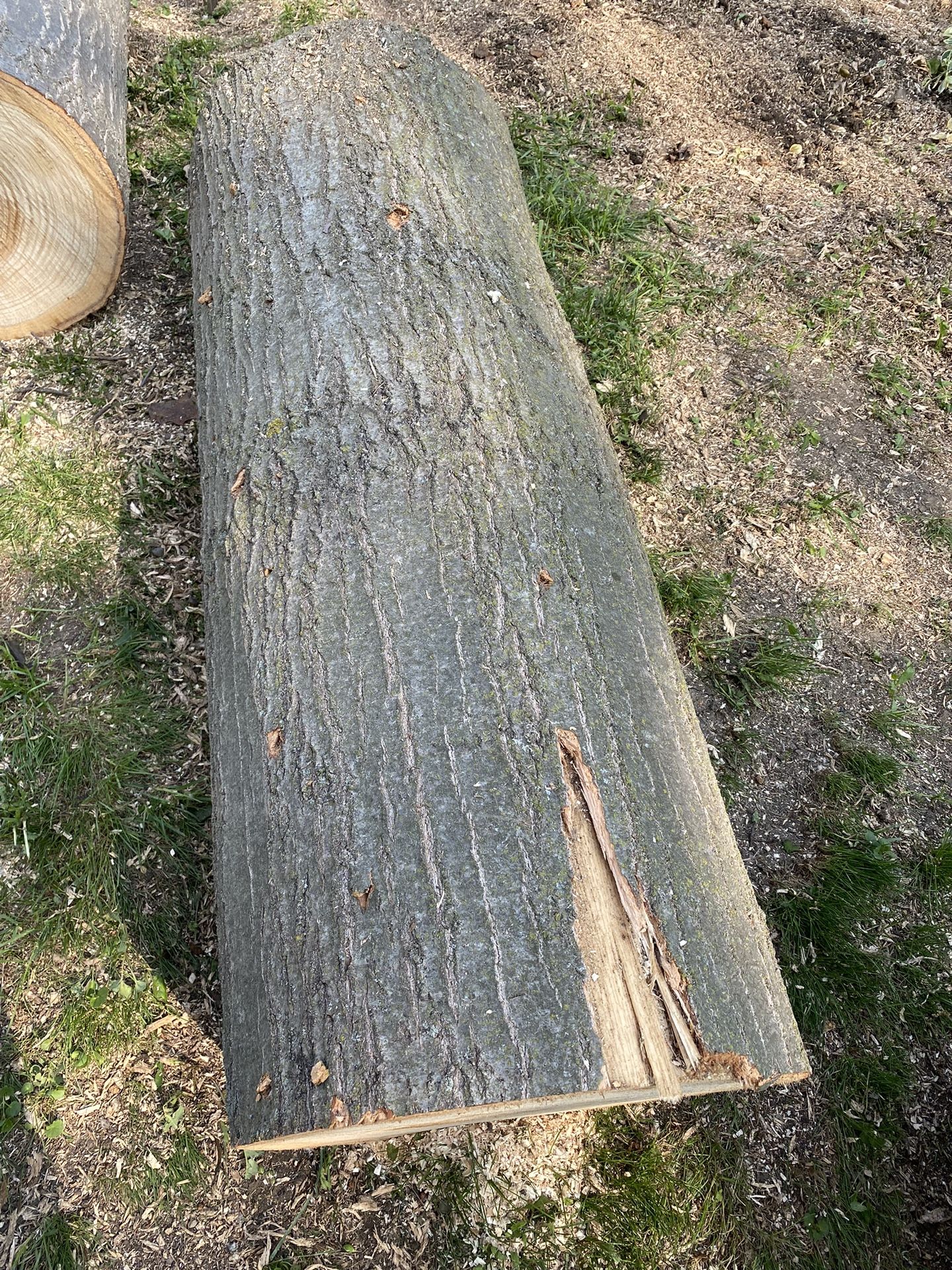 Fresh Cut 4ft Oak Log 16” diameter 