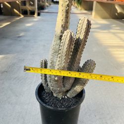 Euphorbia Abdelkuri Imported Cluster 