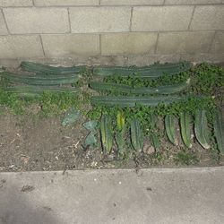 San Pedro Cactus Arms