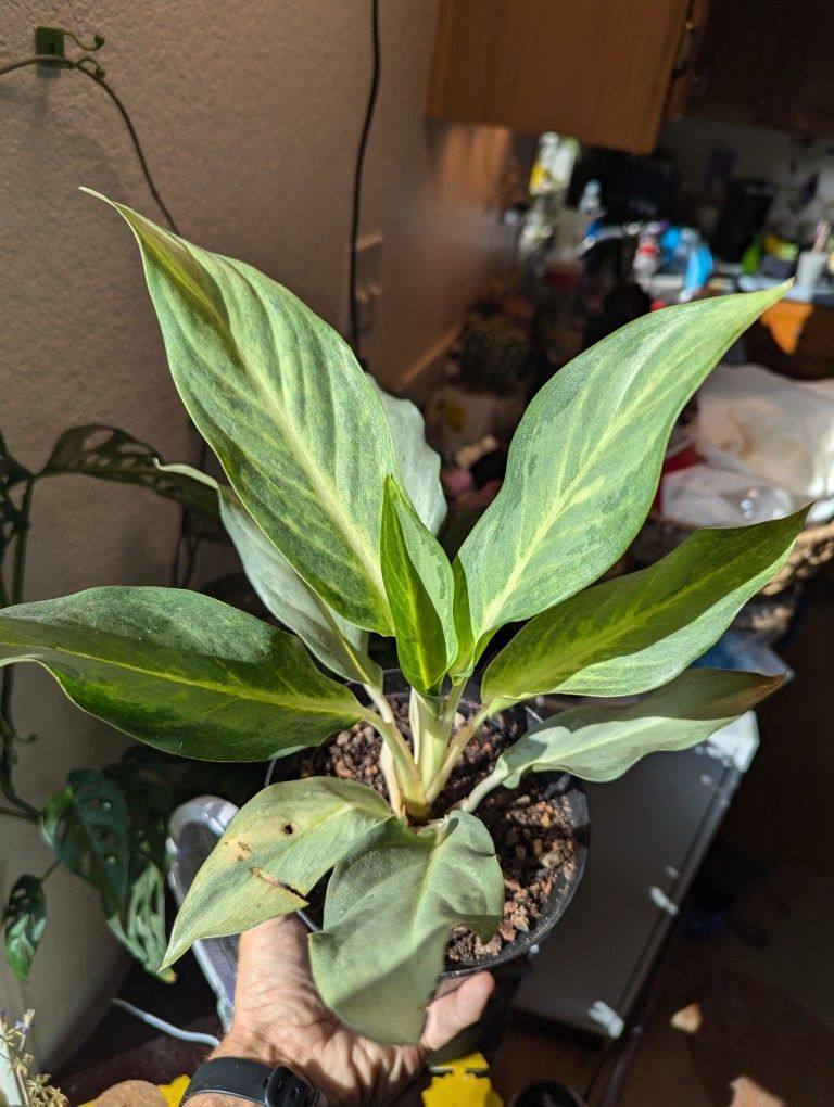 Frosted Ghost Aglaonema