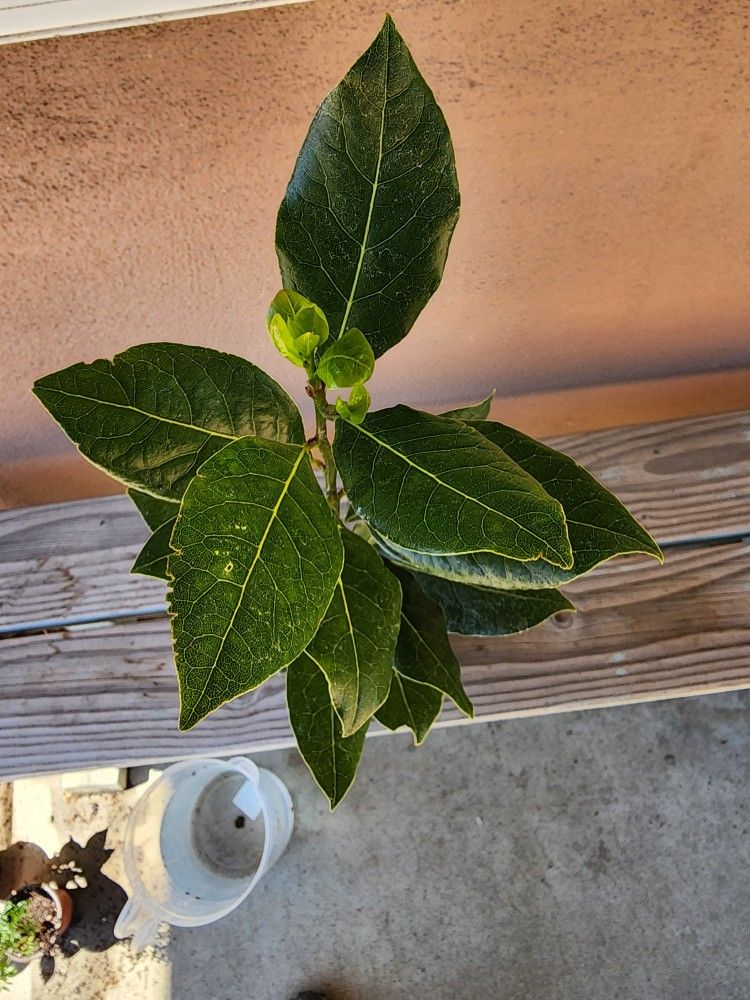 Bay Leaf Tree - Laurel Arbol - 2 Feet Tall