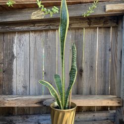 IndoorMother-in-Law or Snake Plant