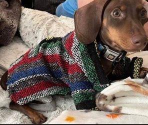 SMALL DOG WINTER JACKETS Baja style