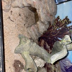 Reptile Tank