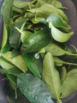 Kaffir Lime Leaves