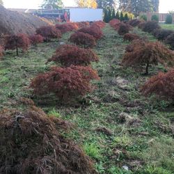 Japanese maple u-dig