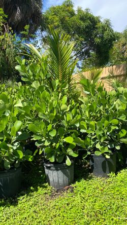 Hedge plans