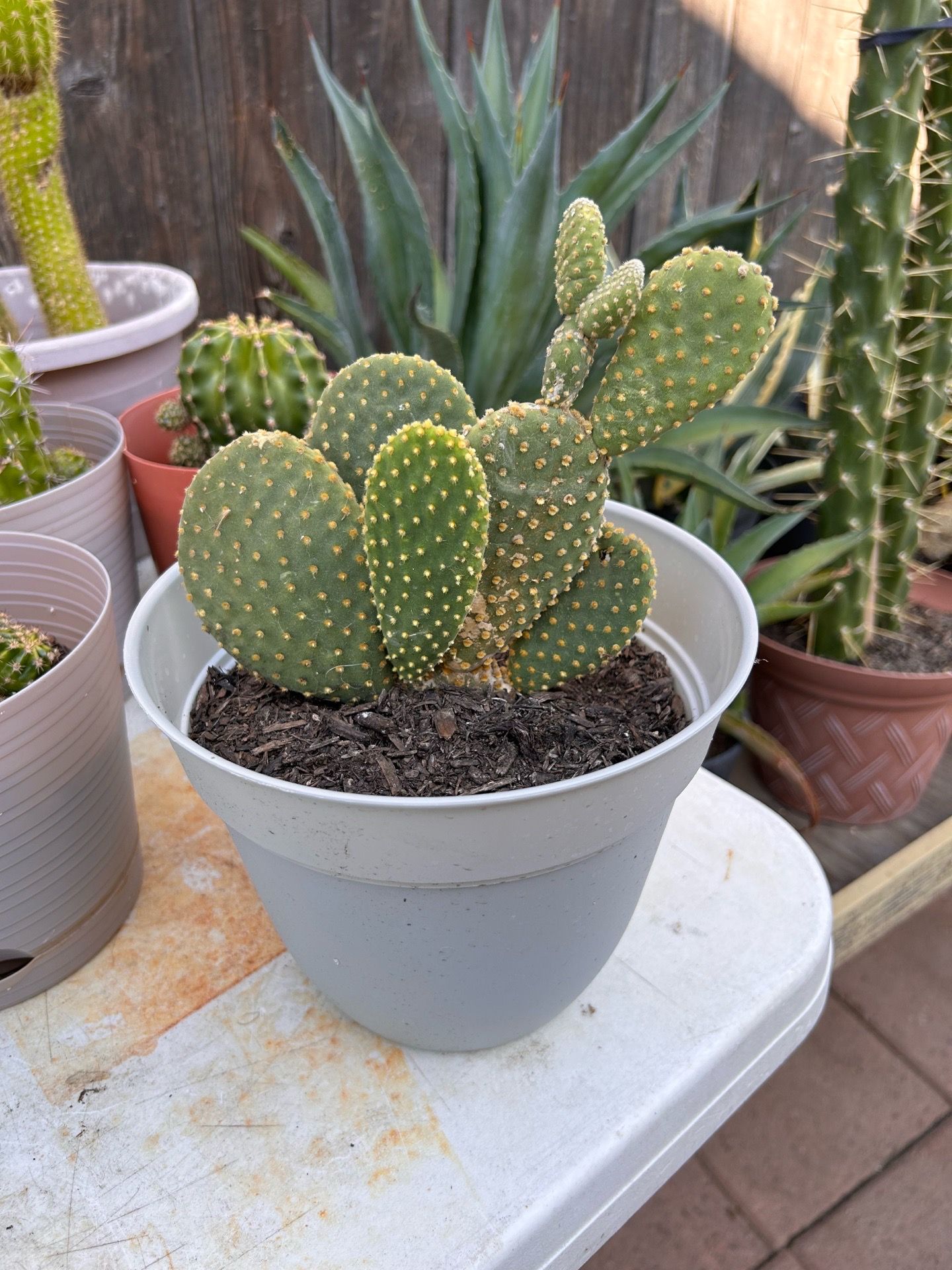 Small cactus plant
