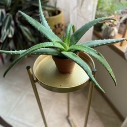 Aloe House Plant. Sammamish, Beaver Lake 