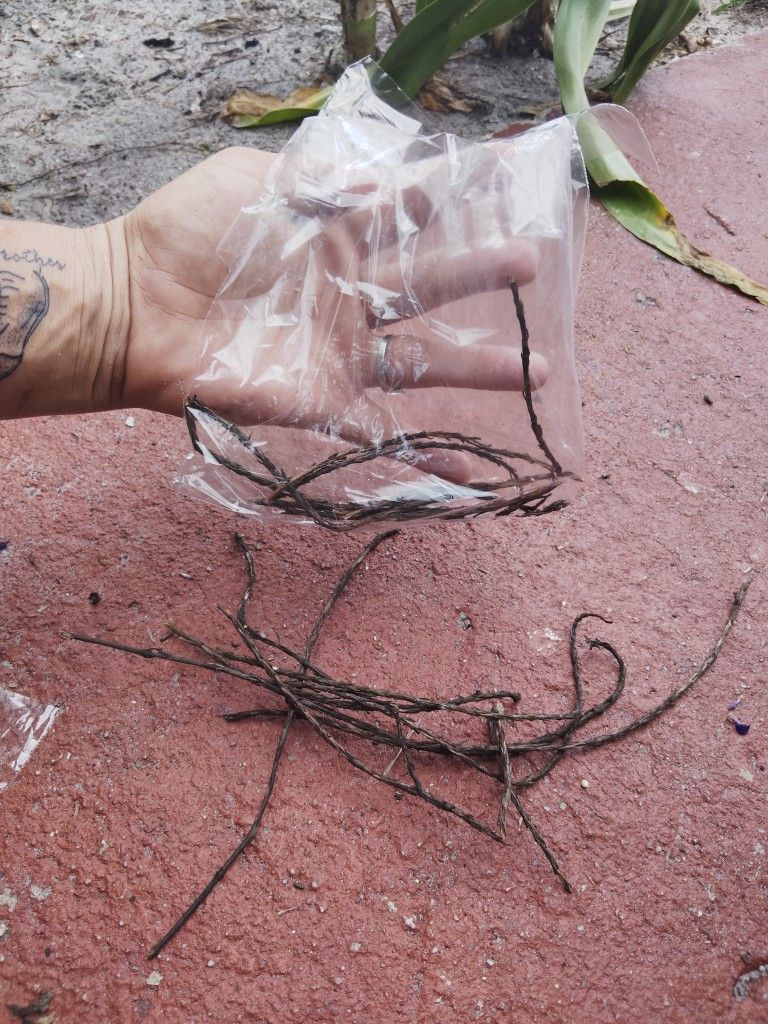 Seeds