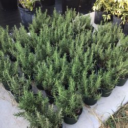 Rosemary Plants 1gallon