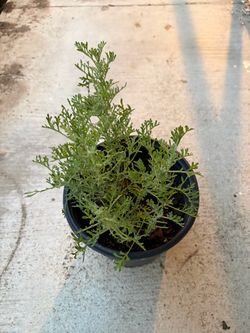 Live Lavender Plant – Potted Fragrant Herb – Garden & Patio