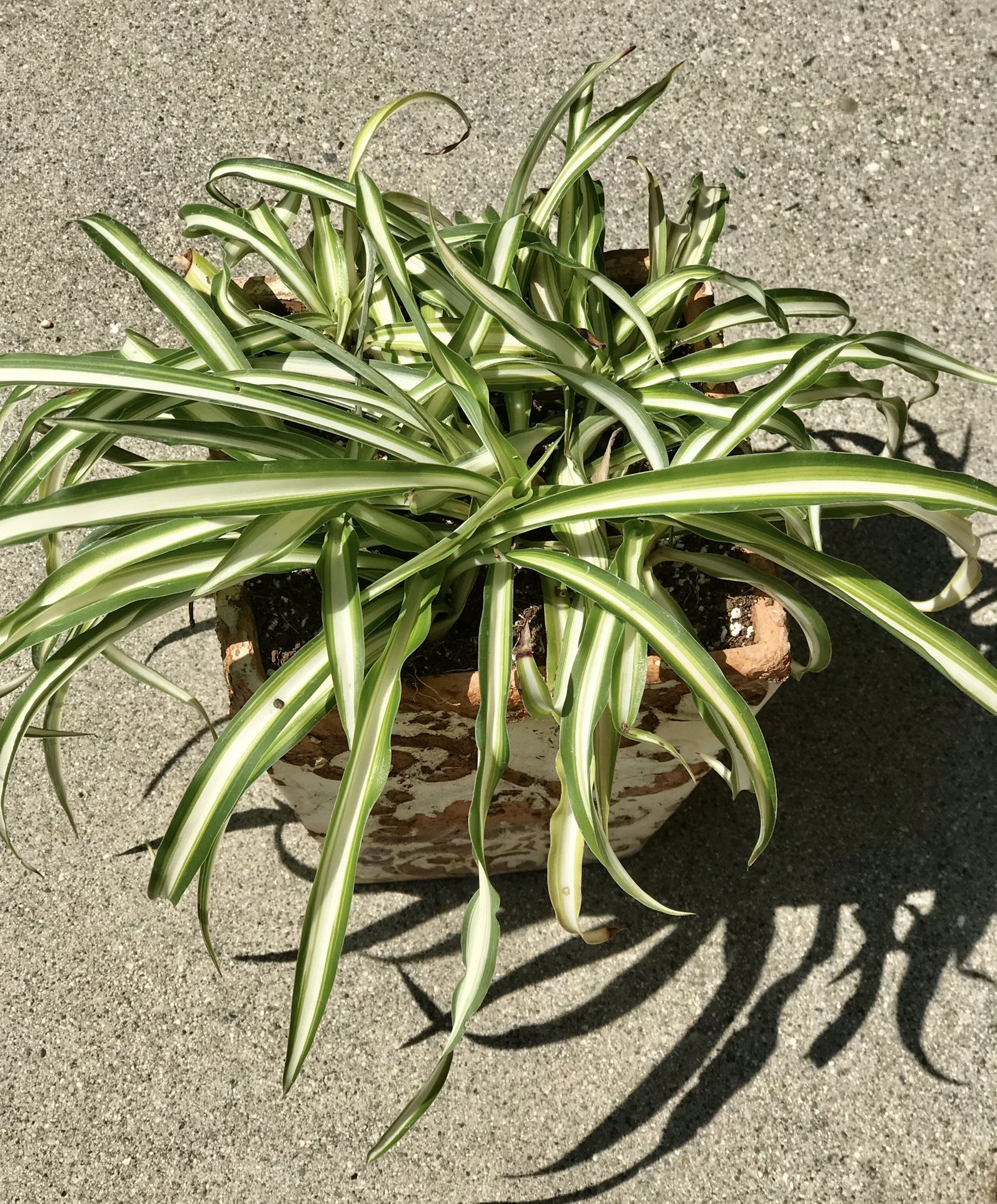 $6 Spider Plant