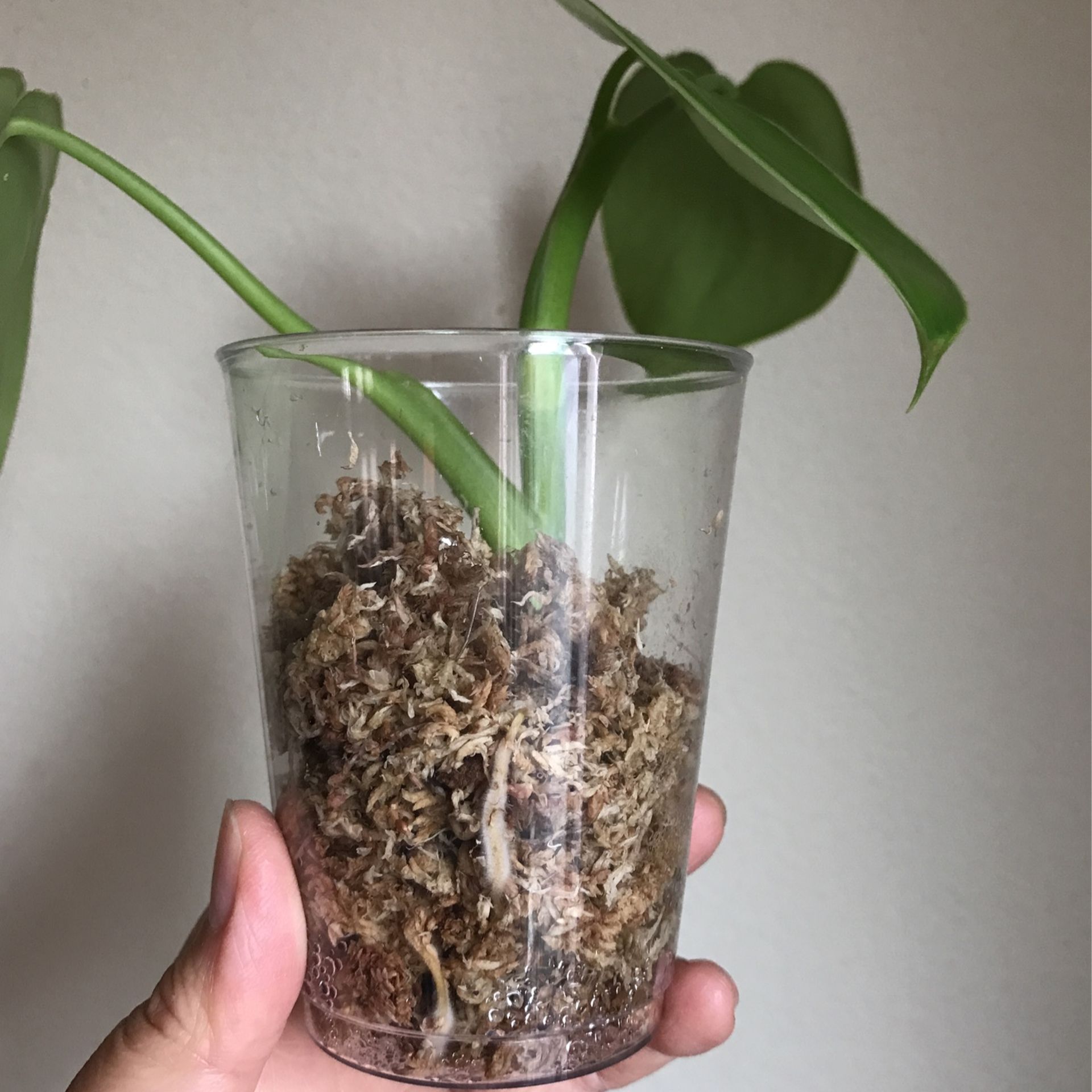 Beautiful Philodendron Rugosum “Aka Pig Skin Philodendron Plant
