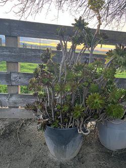 Plant