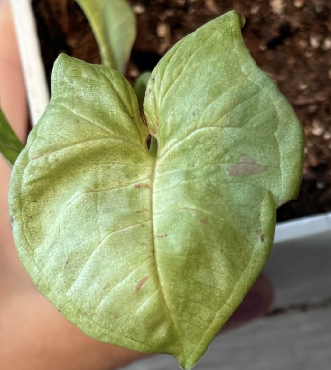 Singonium Milk confetti