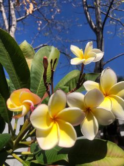 Plumeria floriando