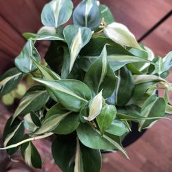 Philodendron silver stripe houseplant
