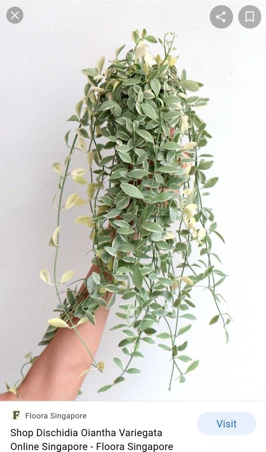 Rare Varigated Dischidia Oiantha Plant 8in Pot