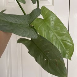 Beautiful Philodendron Silver Sword Top Plant CUTTING