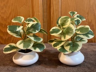 Pair of Faux Variegated Peperomia Plants in White Ceramic Pots