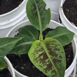 🌴 Blood Banana Tree Starts – Rare & Beautiful 🌴