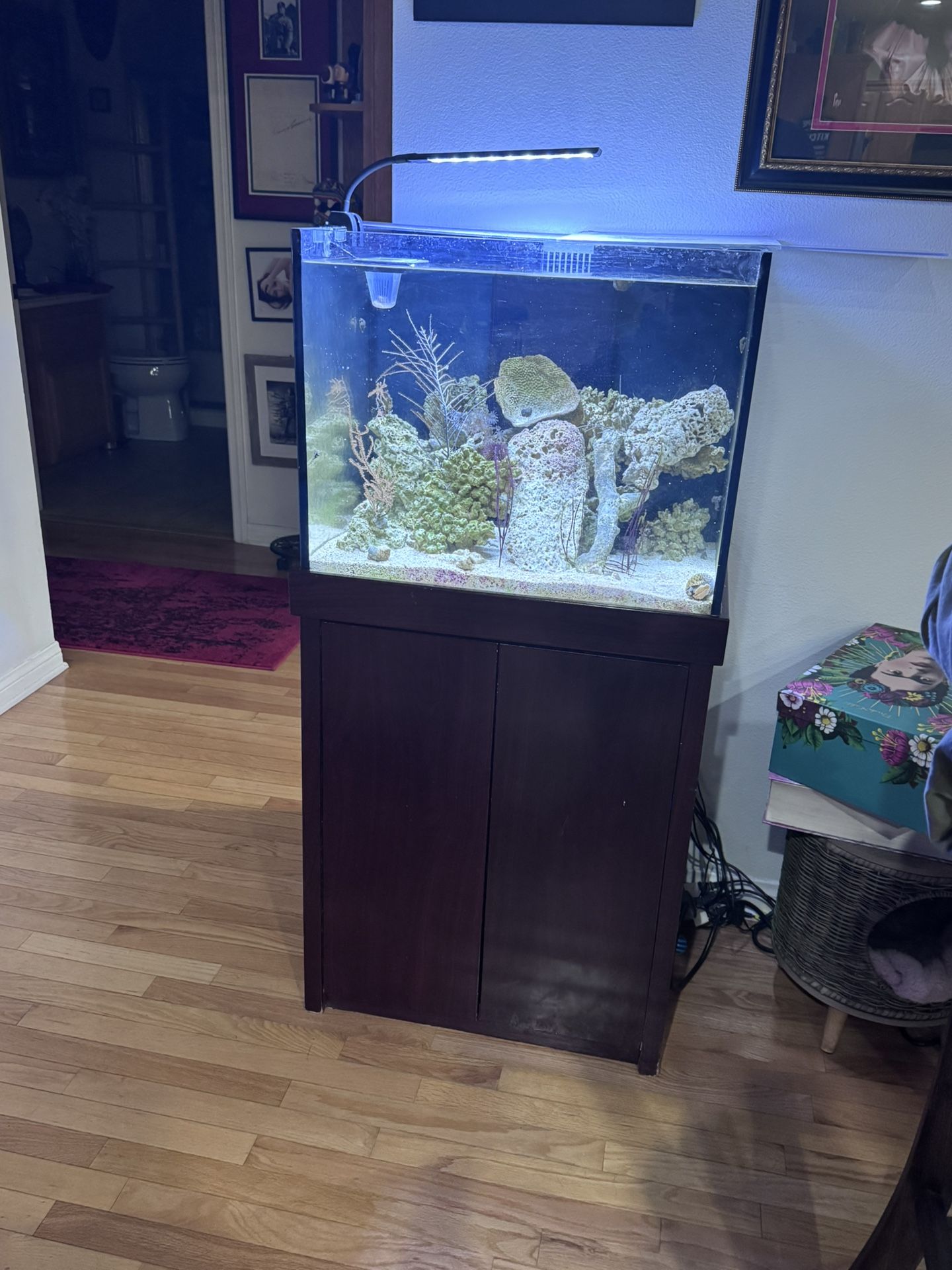 Complete 50 Gallon Saltwater Tank Setup
