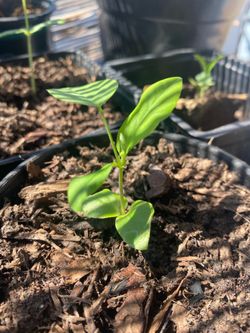 Blue butterfly pea plants