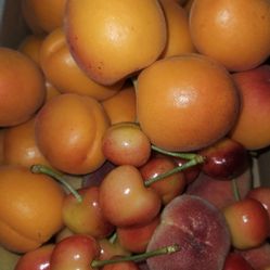 Tree Ripe SWEET Apricots 