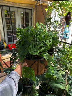 Huge Cheese Monstera
