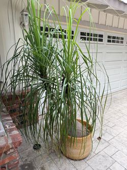 Palm tree in vintage ceramic pot