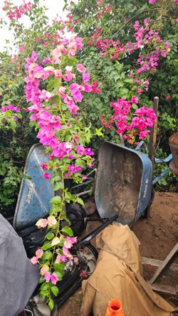 2 wheelbarrows.