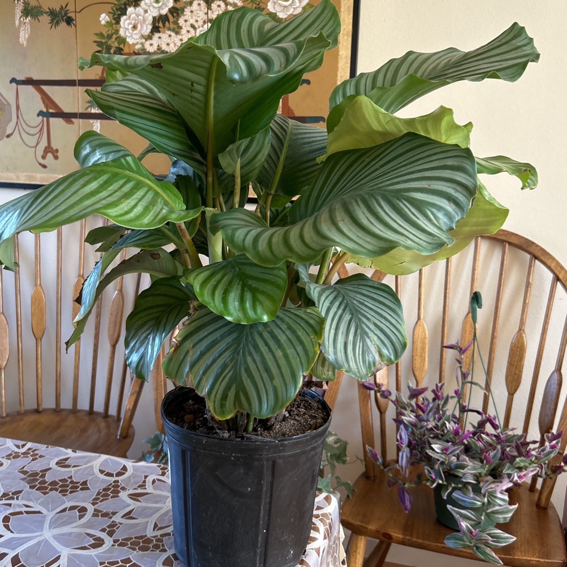 Calathea Large Plant for Sale in Renton, WA OfferUp