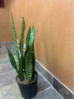 Snake plants