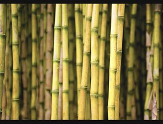 Bamboo