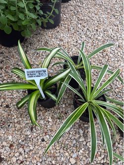 Spider plants