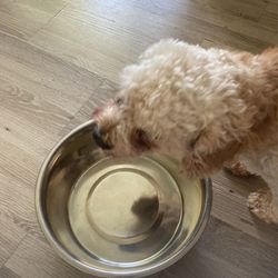 Stainless Steel Dog Bowl Dish