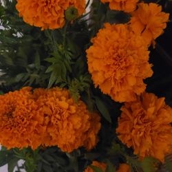 Simplasuchil 10 Dolares El Ramo