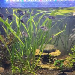 Aquarium  Andionera Blue Acara.
